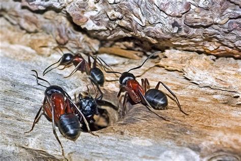 夢見很多螞蟻是什麼意思